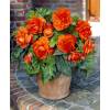 Begonia Doble naranja