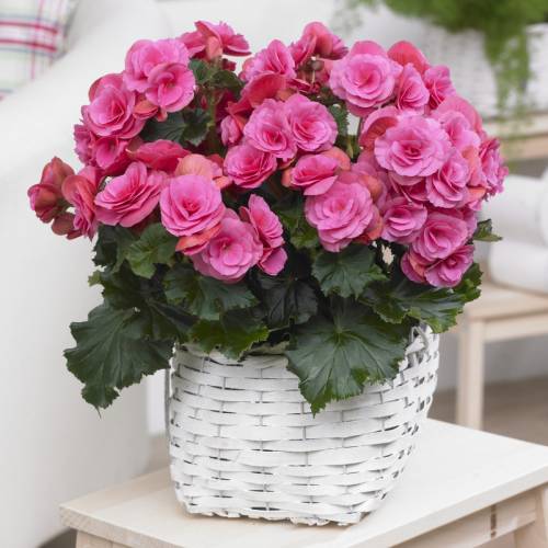 Begonia Doble rosa : venta Begonia Doble rosa /