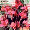 Canna 'Pink Furority'