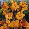 Canna Naranja Wyoming