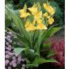 Canna Amarillo