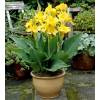 Canna Amarillo
