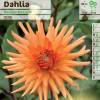 Dalia Cactus 'Berger Record'