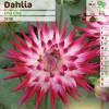 Dalia Cactus 'Cha-Cha'