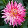 Dalia Cactus 'Cha-Cha'