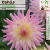 Dalia Cactus 'Melody Gipsy'