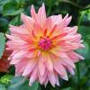 Dalia Cactus 'Melody Gipsy'