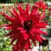 Dalia Cactus 'Rotterdam'