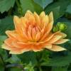 Dalia Decorativa 'House of Orange'