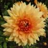 Dalia Decorativa 'House of Orange'