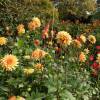 Dalia Decorativa 'House of Orange'