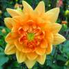 Dalia Decorativa 'House of Orange'