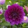 Dalia Flores Grandes Decorativa 'Thomas Edison'