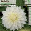 Dalia Decorativa 'White Perfection'