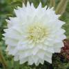 Dalia Decorativa 'White Perfection'