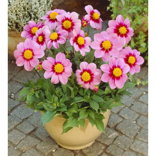 Dalia Mignon rosa : venta Dalia Mignon rosa /