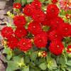 Dalia Enana Decorativa 'Park Feuer'