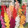 Gladiolo mezcla de colores