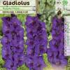 Gladiolo 'Purple flora'