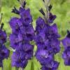 Gladiolo 'Purple flora'