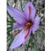 Crocos Azafrn - Crocus Sativa