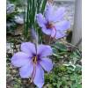 Crocos Azafrn - Crocus Sativa