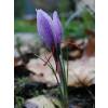 Crocos Azafrn - Crocus Sativa