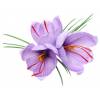 Crocos Azafrn - Crocus Sativa