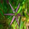 Ajo rosado decorativo Albopilosum Christophii