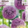 Ajo decorativo 'Mars'