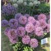 Ajo decorativo 'Mars'