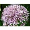 Ajo decorativo 'Mars'