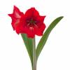 Amarilis 'Red Lion' simple