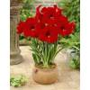 Amarilis 'Red Lion' simple