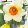 Narciso trompeta 'Barret Browning'