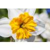 Narciso trompeta 'Barret Browning'