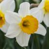 Narciso trompeta 'Barret Browning'