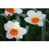 Narciso trompeta 'Barret Browning'