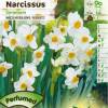 Narciso 'geranio'