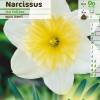 Narciso trompeta 'Ice Follies'