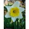 Narciso trompeta 'Ice Follies'