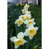 Narciso trompeta 'Ice Follies'