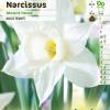 Narciso trompeta 'Mount Hood'