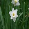 Narciso trompeta 'Mount Hood'