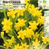 Narciso botánico 'Tête à tête'