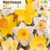 Narciso trompeta en mezcla