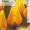 Tulipn Darwin 'Apeldoorn Beauty'