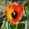 Tulipn Darwin 'Apeldoorn Beauty'