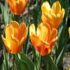 Tulipn Darwin 'Apeldoorn Beauty'