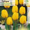 Tulipn Darwin 'Golden Apeldoorn'